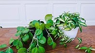 JoyUsGarden 