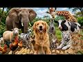 Learn Animal Sounds for Kids! 🦜🐶🐱🐵🐑🐐🐎🐄🐓🦆🐬🐘🦒🦓🦛🐆🐮. Animal names .