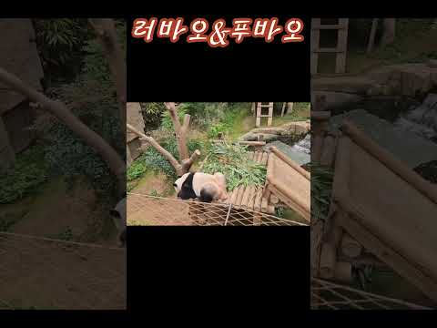 러바오&푸바오 #shorts~