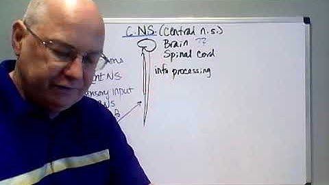 Professor Long - Nervous System Lecture 1, Organization of the Nervous System