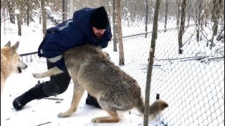 Волк или человек? Борьба с якутским волчонком 9 месяцев.