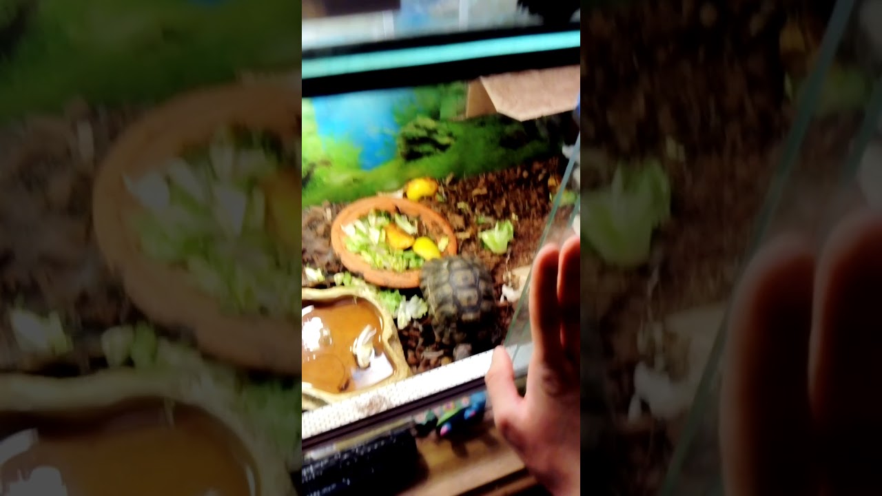 Comment refroidir votre aquarium tuto YouTube