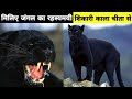 Black Panther The deadliest animal of Jungle | जानिये काले चीते के बारे में