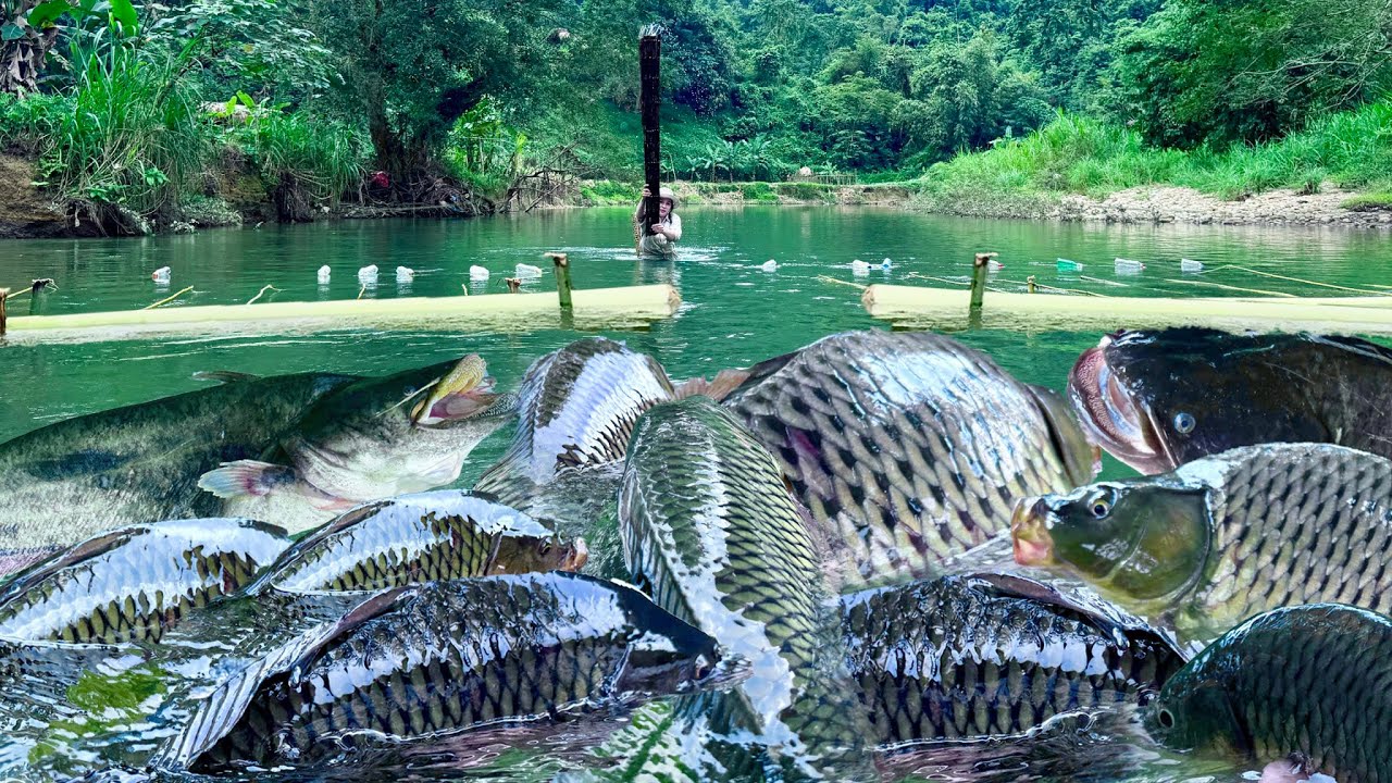 Traditional Fishing Skills - Single Mother Catches Giant Fish Using Banana Tree