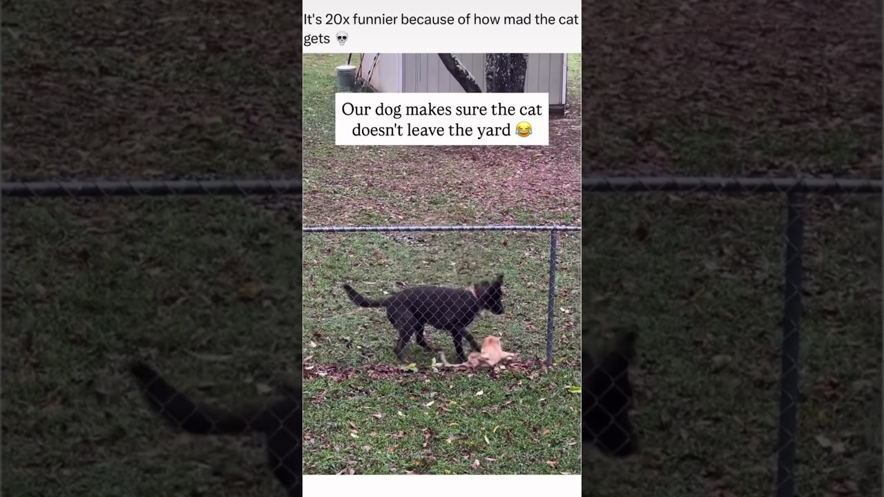 This Cat & Dog Duo Is Chaos 😹🐶 | Funniest Reactions Ever! 