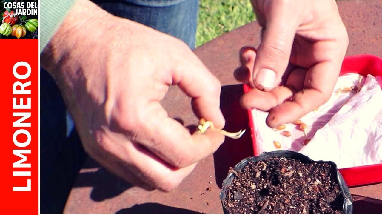 ⁣COMO GERMINAR SEMILLAS DE LIMON EN 7 DIAS! DARÁ FRUTOS? QUE ES UN INJERTO