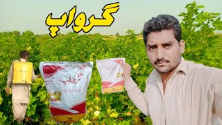 Sayban Product grow_up | Sayban grow up spray For cotton grow | Shafqat Farming