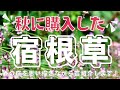 【秋に購入した宿根草】春の庭を思い描きながら苗紹介!〜植物園の実例写真を交えながら〜
