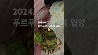 푸르푸르 소라게 친구들