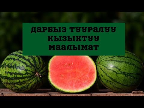 Video: Кыш мезгилиндеги үйлөнүү тоюнун идеялары