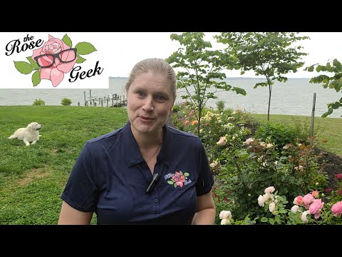 วีดีโอ: Rose Borer Damage: เรียนรู้เกี่ยวกับการรักษา Rose Cane Borer