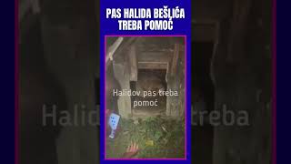 PAS HALIDA BEŠLIĆA TREBA POMOĆ #halidbeslic #balkan #bosna #crnahronika #elita
