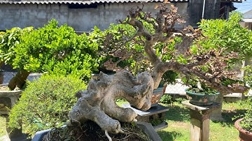 Hội tụ nhiều Tác phẩm bonsai đẹp tại vườn cảnh Công Hoan | Duy Hai Lúa Vlog