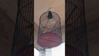 Download Lagu trotolan sogon nembak tiga materi dalam satu napas#kicaumania #sogongacorngobra #burung MP3