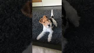 Foxterrier gehorcht doch ...