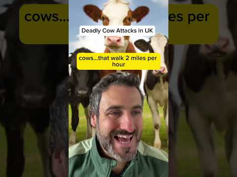 DEADLY COW ATTACKS IN THE UK!