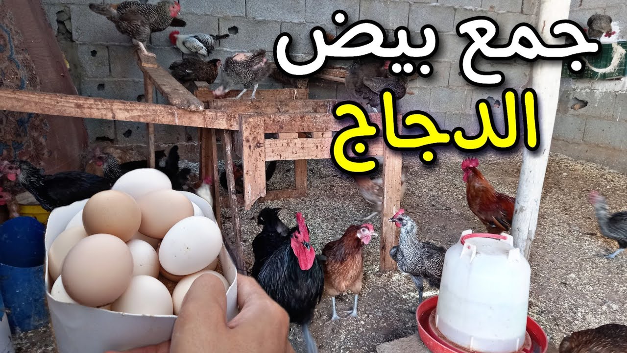 How Many Chicken Eggs Did You Collect YouTube how-many-chicken-eggs-did-you-collect-youtube