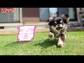 【Live】チワワたちと遊びながら雑談する木曜定時配信【ブリーダー】