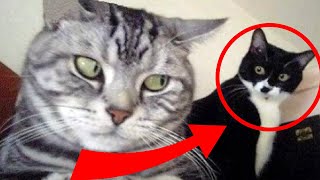 CAT MEMES & FUNNY CAT VIDEOS (2021)