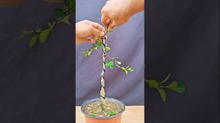 See how to make a boxwood bonsai tree#bonsai#makingbonsai#boxwood