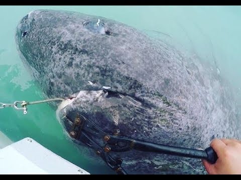 512-Year-Old Shark, Believed To Be Oldest Living Vertebrate, Found In North Atlantic