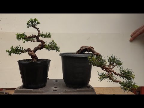 The chief bent cypress and Japanese white pine - YouTube