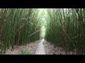 Pipiwai Trail Hike to Waimoku Falls