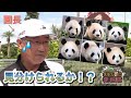 パンダ６頭の見分け方 講座あり。園長はパンダを見分けられるか！？／オモシロ発掘隊　#1