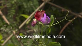 Bi-coloured Sweet Pea or Lathyrus odoratus flower blooming in daylight