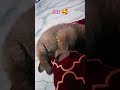 Jax Sleep time 😊#jax #chowsheperred #chowchow #sheppard #dogshorts #petlove #petvideos #dogfans