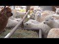 A to Z Alpacas Cria Barn A to Z Alpacas Cria Barn