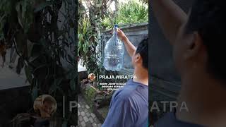 Kandang Sangkar Burung Kukur Dibuat Dari Galon Air & Botol Plastik Bekas