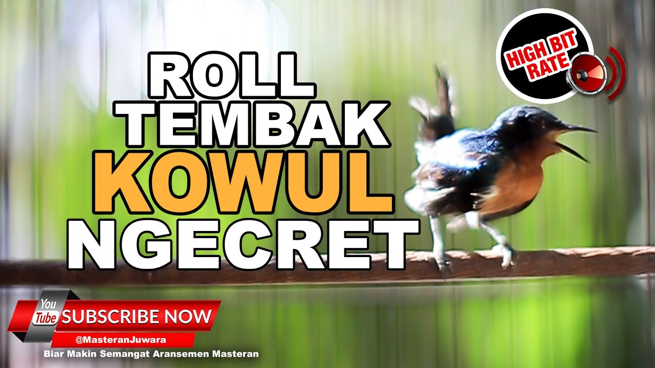 🔴 Masteran Roll Tembak Kolibri Wulung Jantan❗️Kowul Gacor Cetetan Necret❗️