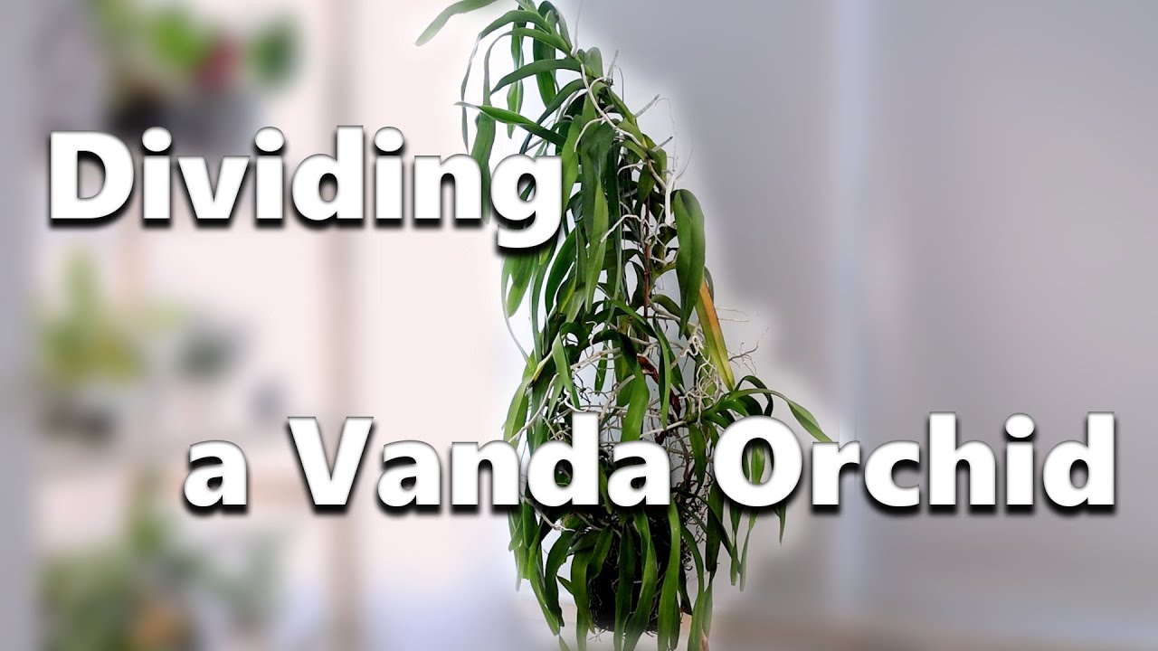 Dividing a Vanda Orchid // Our Huge Aerides Hybrid gets a Makeover!