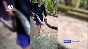 Mangsa Ayam, Emak-Emak di Tuban Tangkap Ular Piton 3,5 Meter