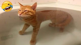 New Funny Videos 2023  Cutest Cats and Dogs  Part 257