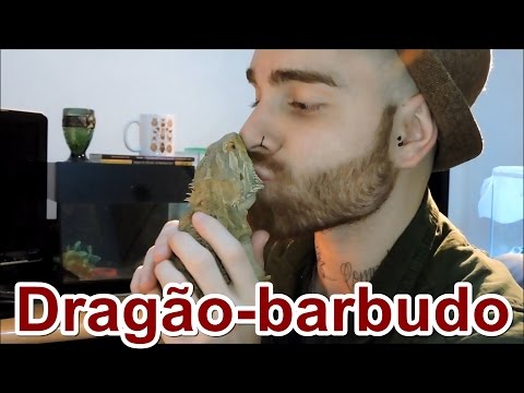 Vídeo: Dragão Barbudo Do Interior - Pogona Vitticeps Raça De Répteis Hipoalergênico, Saúde E Longevidade