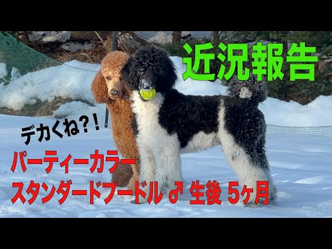 パーティーカラーのスタンダードプードル生後5か月の近況報告
