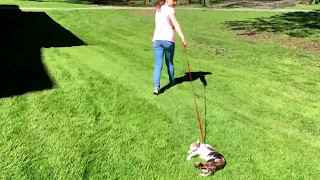 When a cat is not a dog Wealth