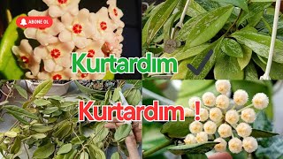 Hoya /Mum Çi̇çeği̇ Bakimi /Çeli̇k Köklendi̇rme.