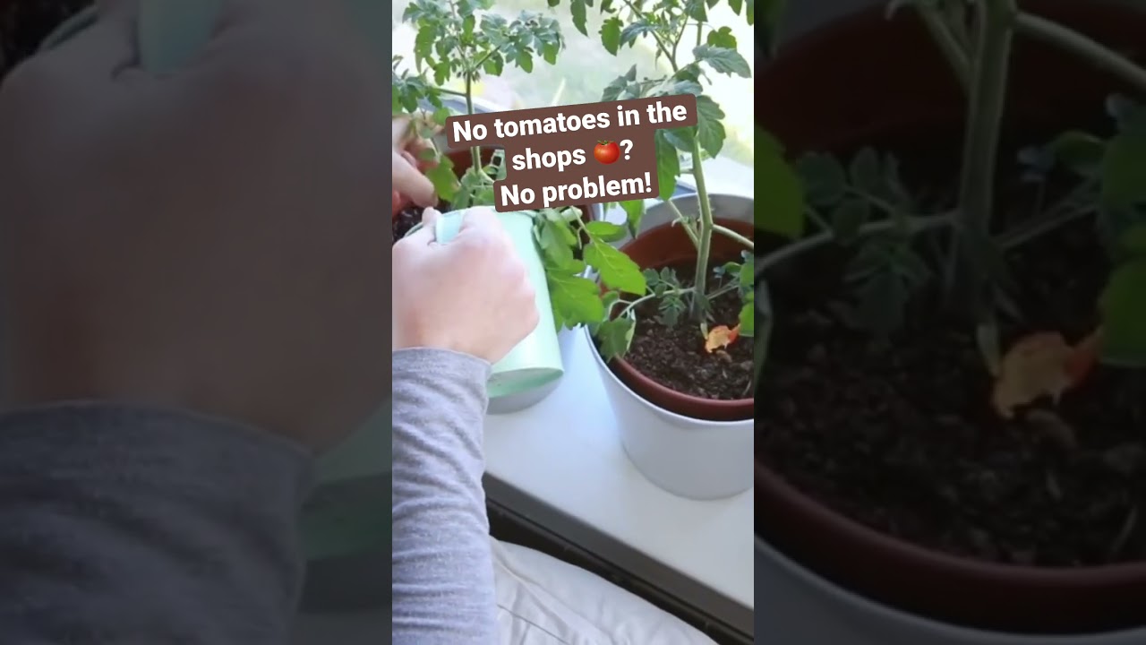 No tomatoes in uk shops? 🍅🍅No problem 