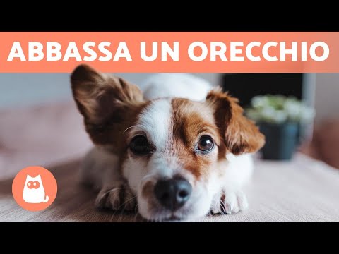 Video: 3 cose che non sai sulle orecchie del tuo cane (ma dovrebbe)