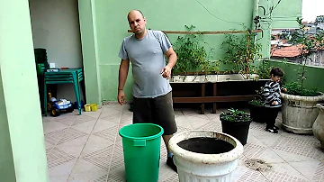 Qual o tamanho do vaso para plantar frutiferas?