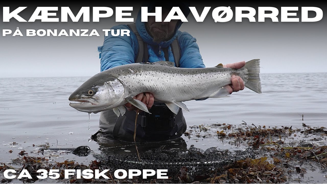 74 cm havørred på Bonanza tur - 35 fisk oppe og vende