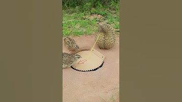 Unique Innovative Quail Trap Using Paper #shorts #shortvideo