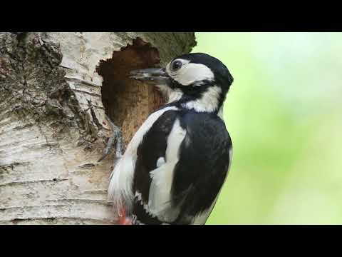 Great Spotted Woodpecker