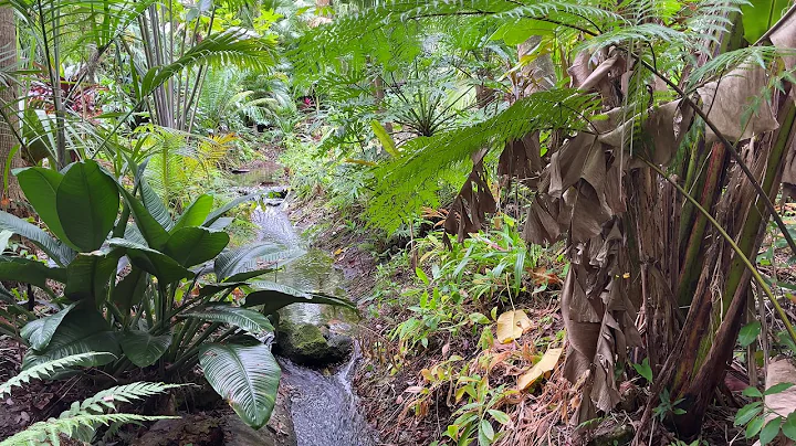 Water flowing over a rock in a creek in a forrest ...