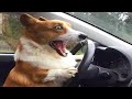 Dogs are the most dramatic animals  funniest dogs ever  cool pets