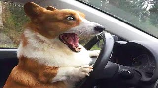 Dogs Are The Most Dramatic Animals - Funniest Dog Videos Ever Cool Pets