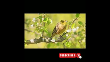 Singing nightingale. The best bird song | #shorts